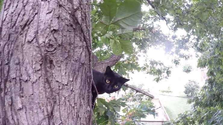 gatto bloccato sull'albero