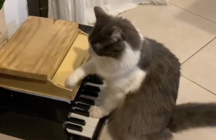 limone gatto pianista pianoforte