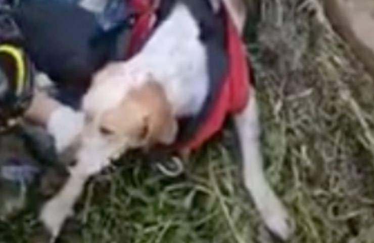 cane precipita mare salvataggio 