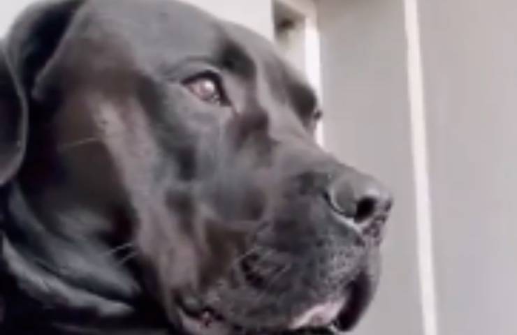Kodak cane cucciolo gigante 
