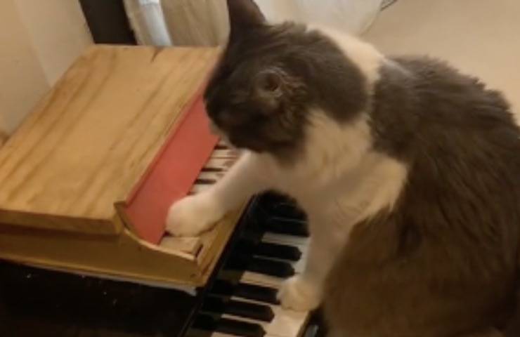 limone gatto pianista pianoforte 