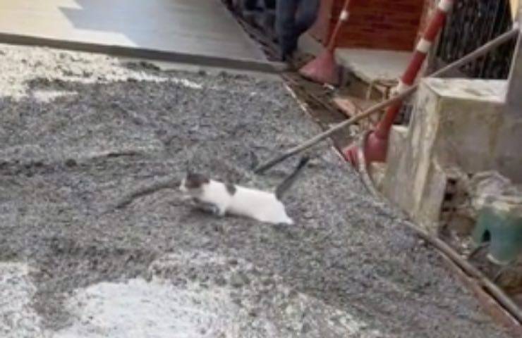 gatto cade cemento fresco