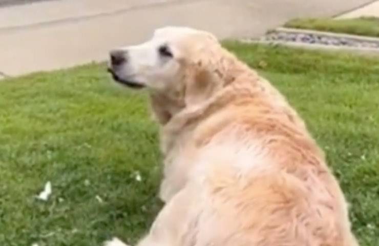 Maisy cane attende anziano 