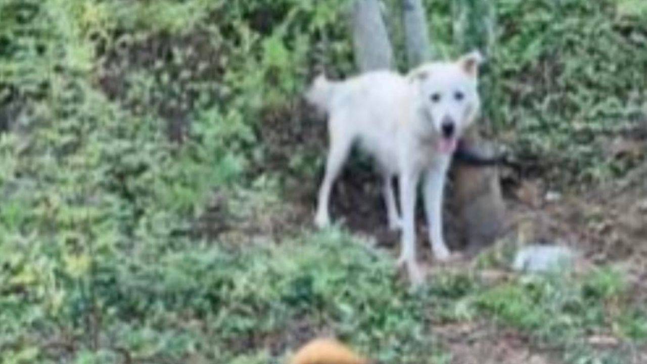 Micky, cane abbandonato e legato ad un albero a Pisa