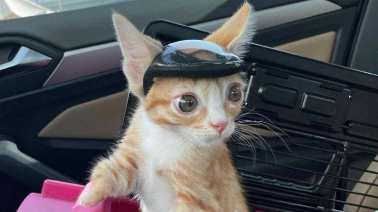 gatto con il casco