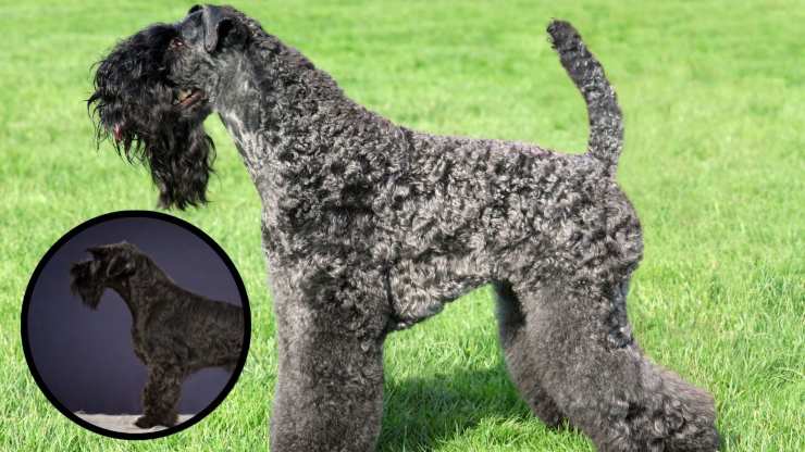 Alimentazione Kerry Blue Terrier