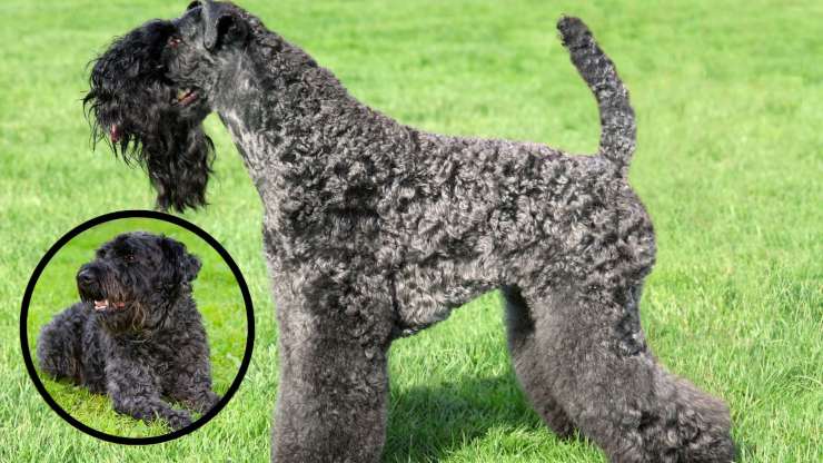 Malattie più comuni del Kerry blue Terrier