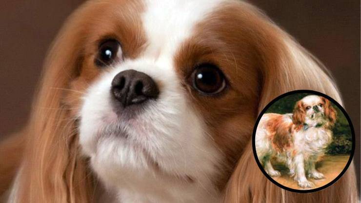 Razze compatibili col King Charles Spaniel