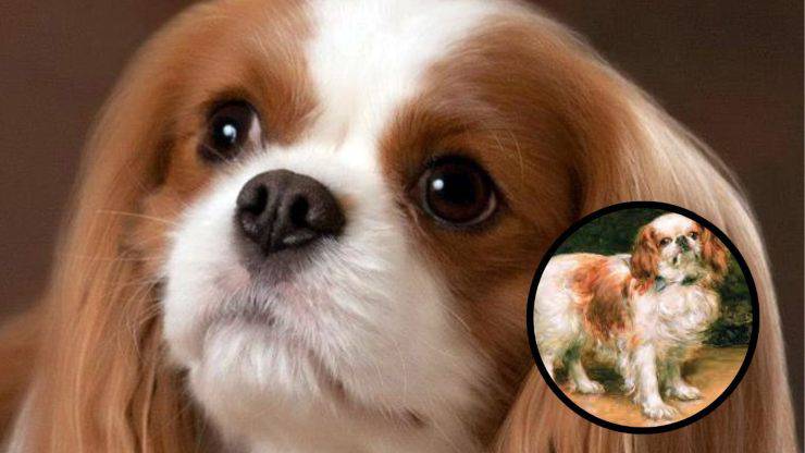 Cura del pelo del King Charles Spaniel