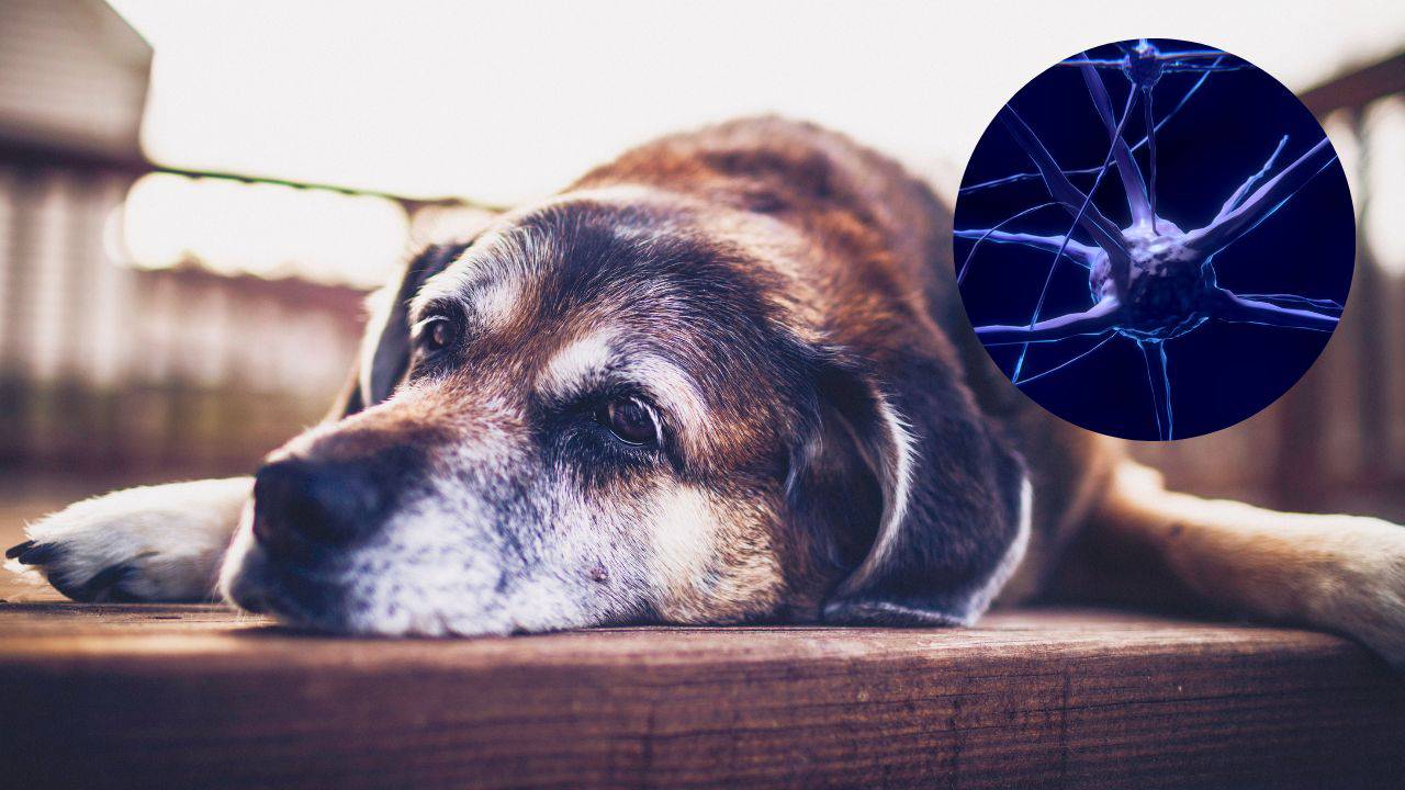 Demenza nel cane la sedentarietà è un fattore di rischio