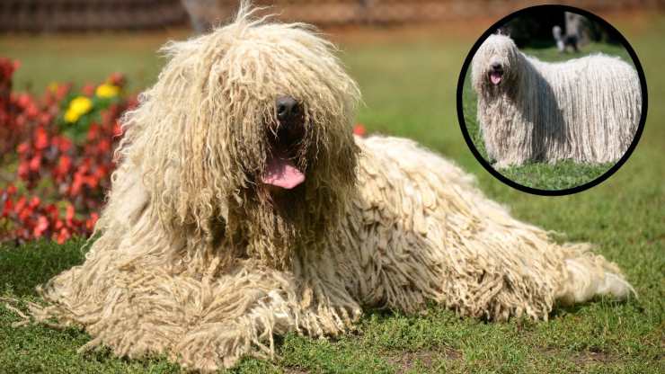 Alimentazione del Komondor