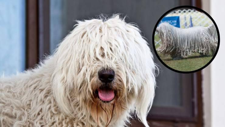 Cura del pelo del Komondor