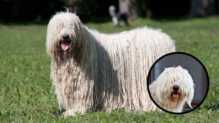 Razze compatibili col Komondor