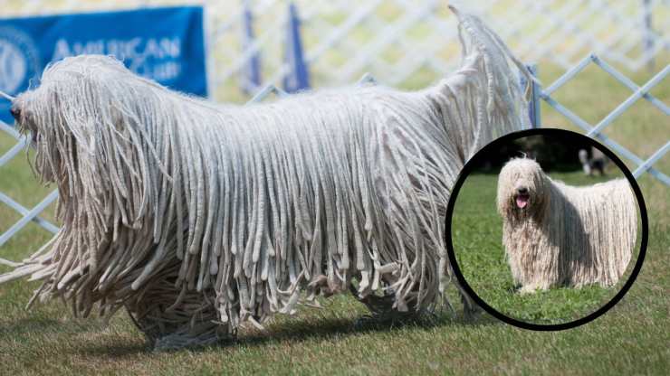 Adottare un Komondor