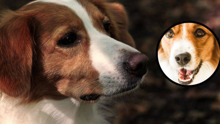 Curiosità sul Kooikerhondje: