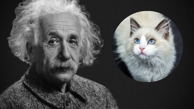 Gatti scienziati