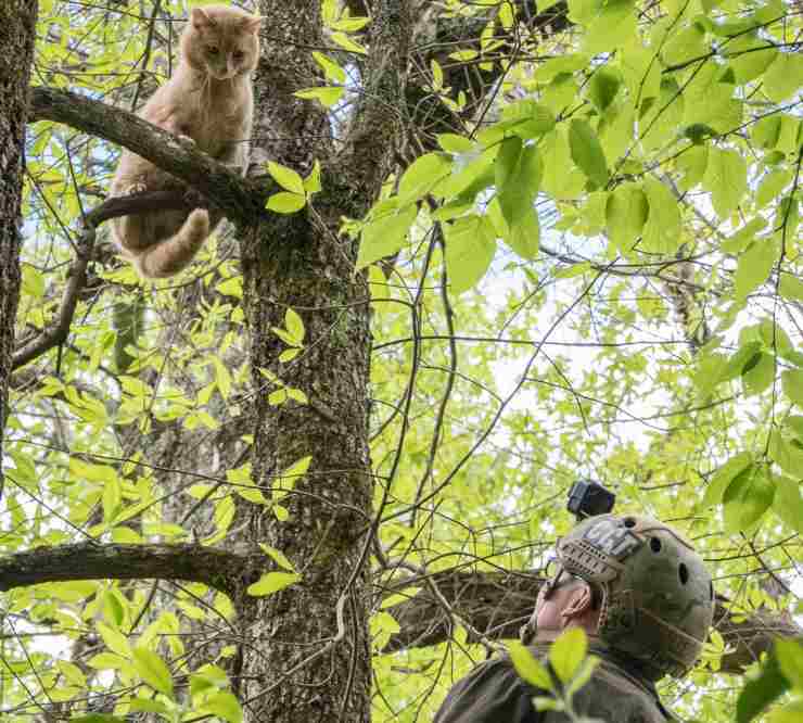 uomo salva gatti dagli alberi