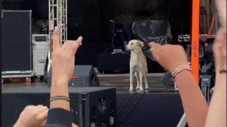 cane al festival video