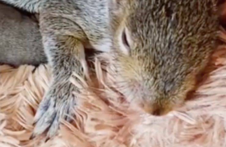 cane scoiattoli morenti soccorre 