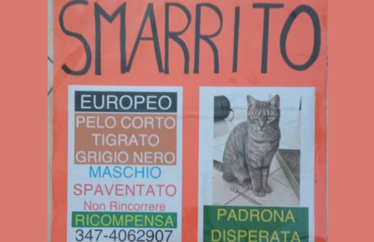 zampy gatto scomparso ricompensa 