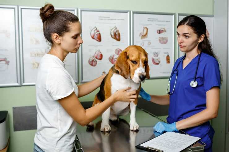 I cani possono donare gli organi?