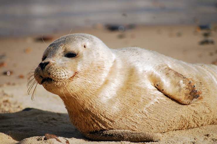Perché la foca monaca è in via di estinzione