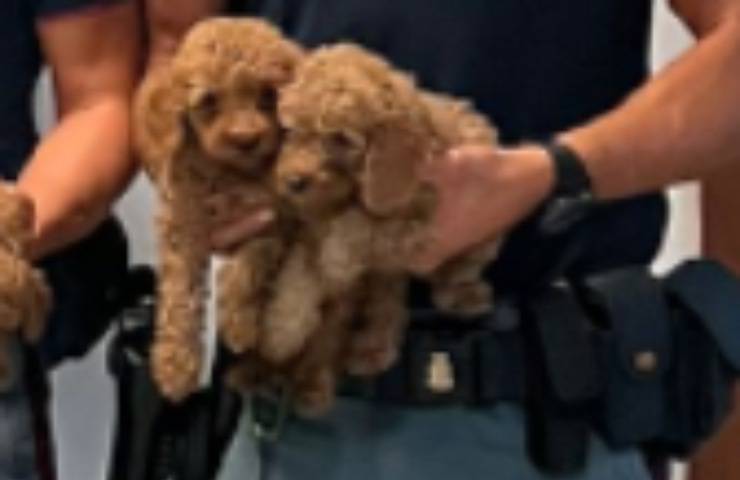 dieci cuccioli barboncino polizia