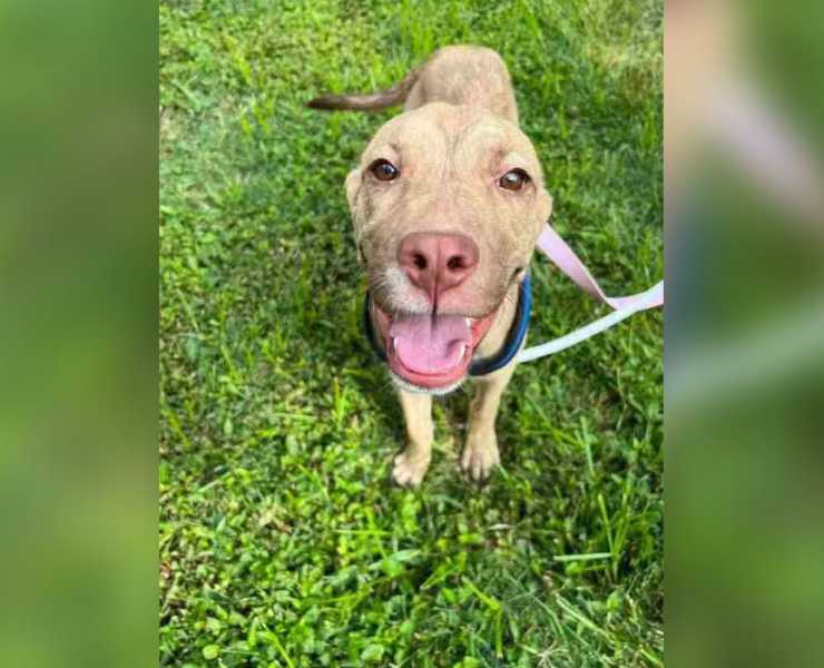 cane randagio addormenta davanti casa