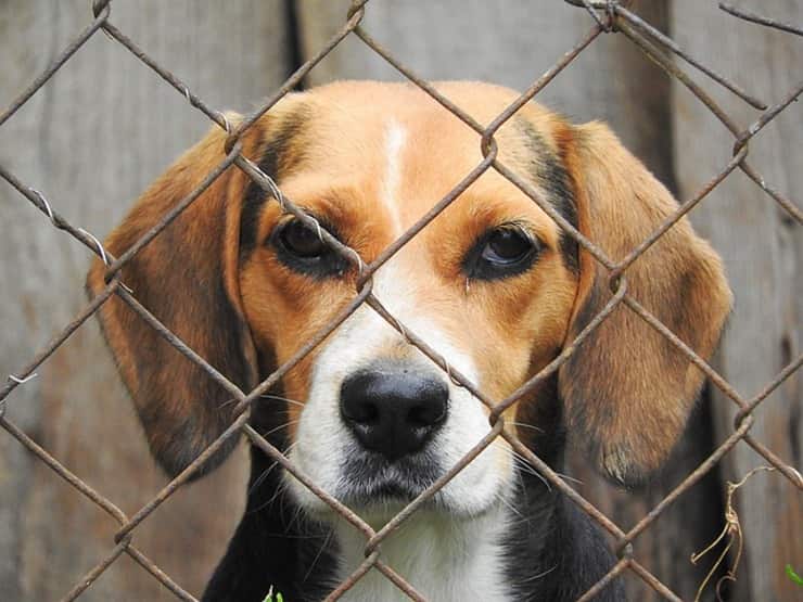 Sequestro record, salvati 80 cani destinati ai combattimenti clandestini (Foto Pixabay)