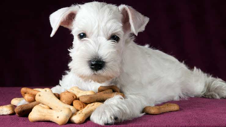 biscotti pancetta e burro di arachidi per cani