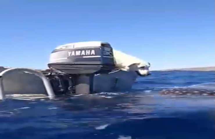 Balena padrona barca