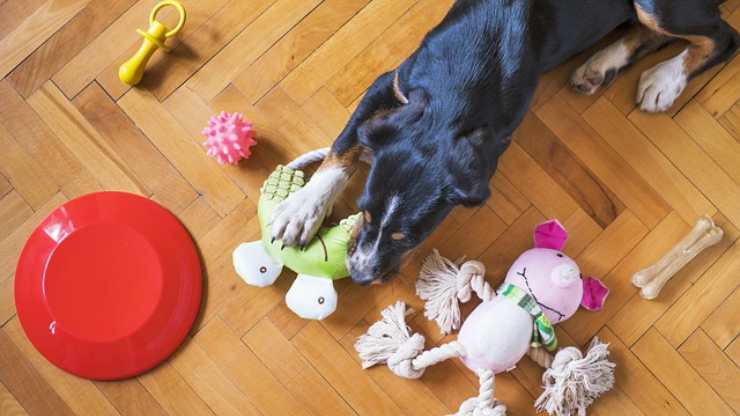 cane con giocattoli