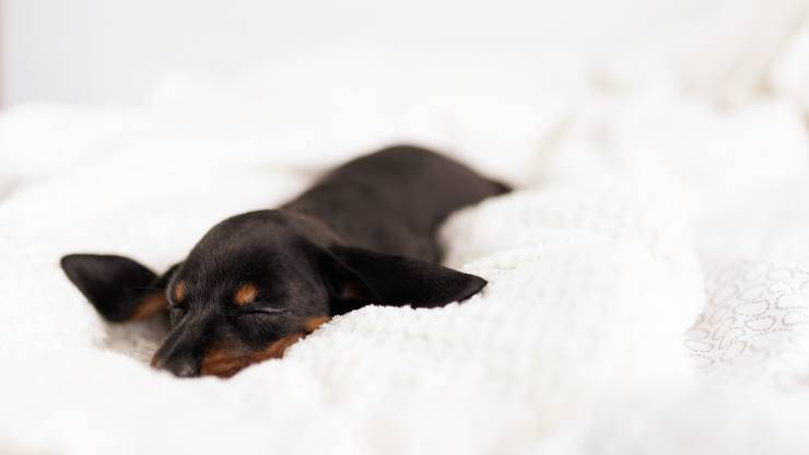 cane dorme sul letto