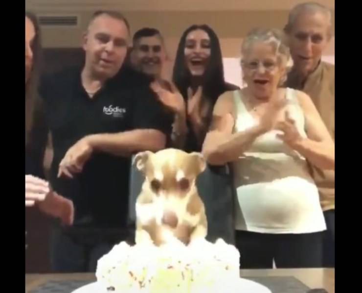 Cane festeggia compleanno