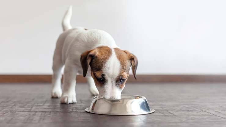 cane può mangiare la scarola