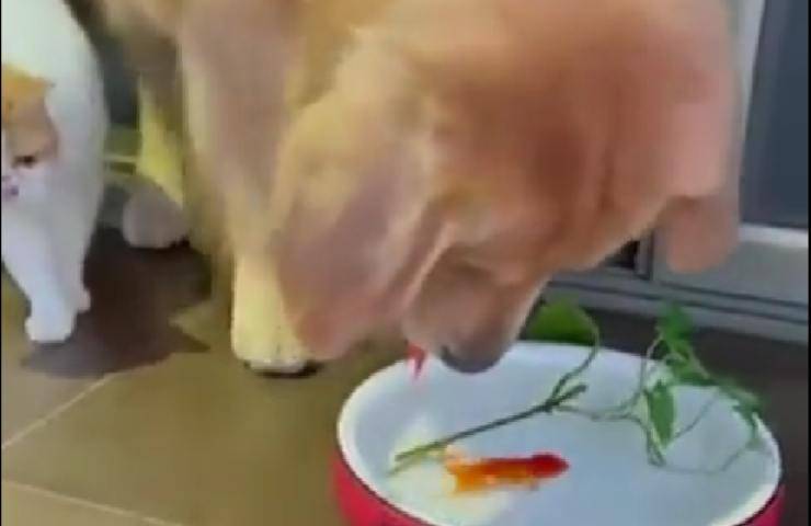 cane salva pesce gatto