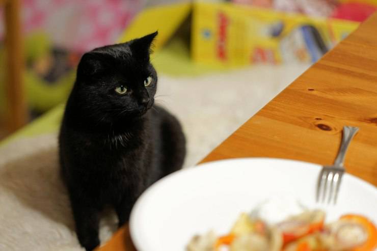 Il gatto disturba il pranzo