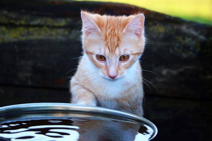 I felini e la paura dell'acqua