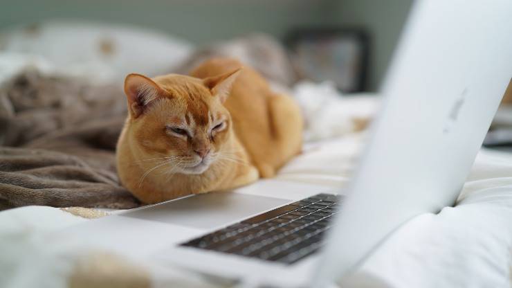 El gato mira la computadora.