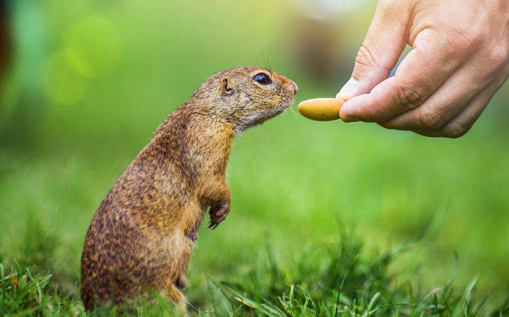 cibo per il citello