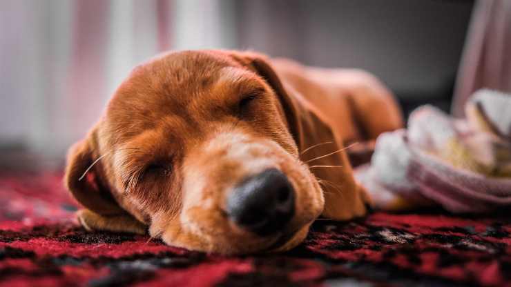 come fa il cane a scegliere dove dormire