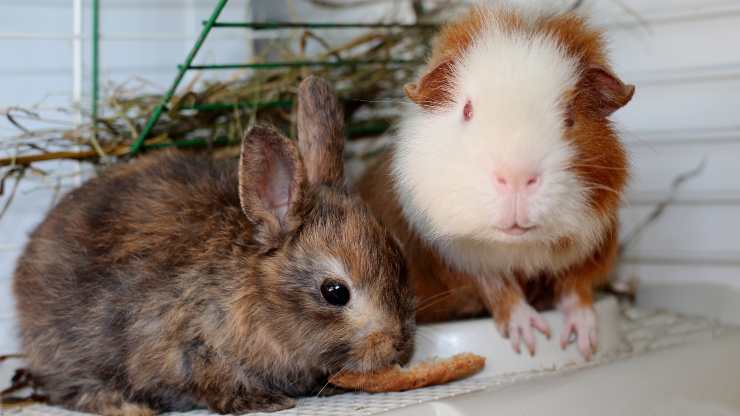 coniglio può mangiare cibo porcellino d India