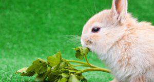 il coniglio può mangiare il prezzemolo