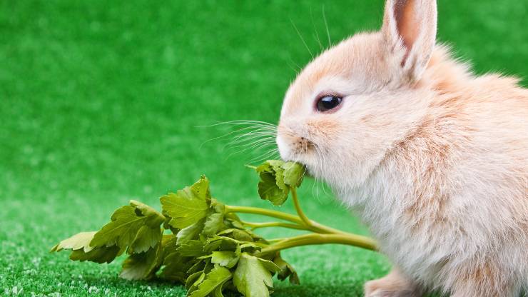 il coniglio può mangiare il prezzemolo