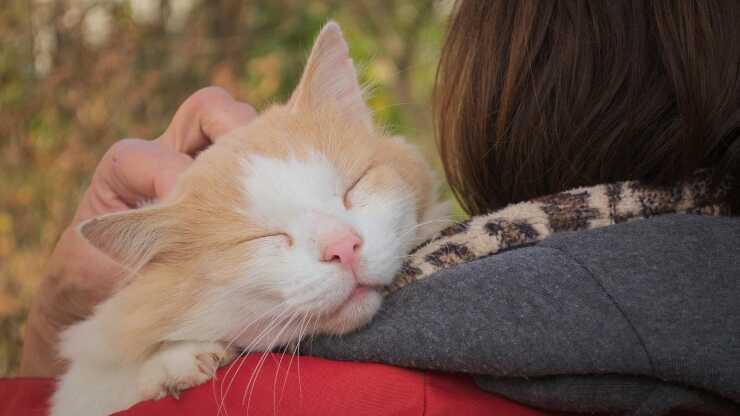 Accarezzare modo sbagliato gatto