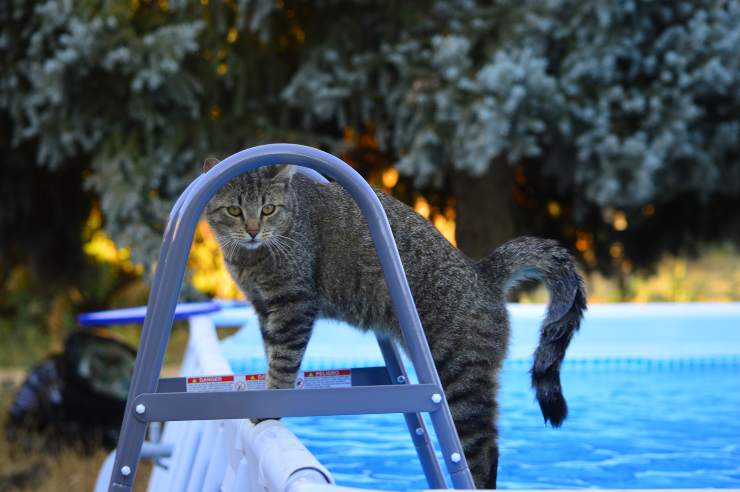 Perché ai gatti non piace bagnarsi