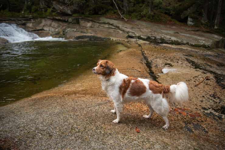 Kooikerhondje