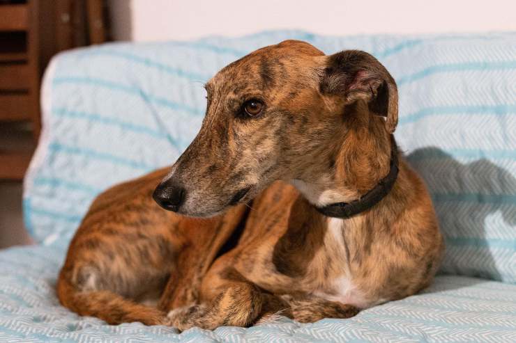 Il cane e la terapia