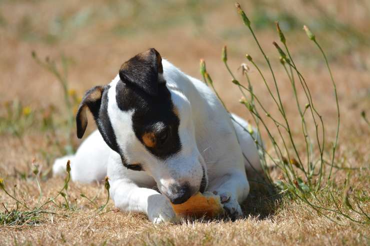 Il cane e il pane