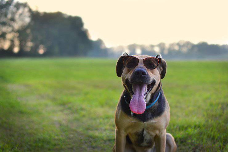 Il cane morde gli occhiali